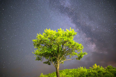 Low angle view of tree against sky at night