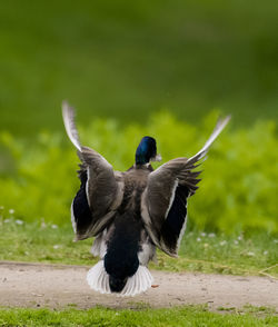 Bird flying in a field