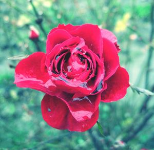 Close-up of red rose blooming outdoors