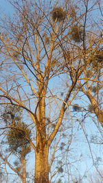 Low angle view of tree against sky