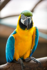 Close-up of parrot perching on wood