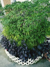 High angle view of potted plants in garden