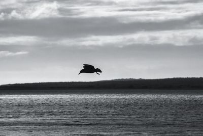 Bird flying over sea against sky