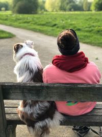 Rear view of dog sitting on bench