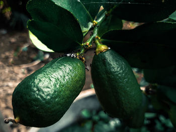 Close-up of fruits growing on tree