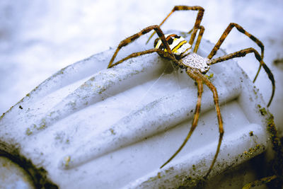 macro photography