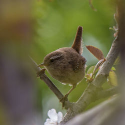 Close-up of bird perching on branch