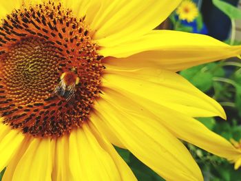 Close-up of sunflower