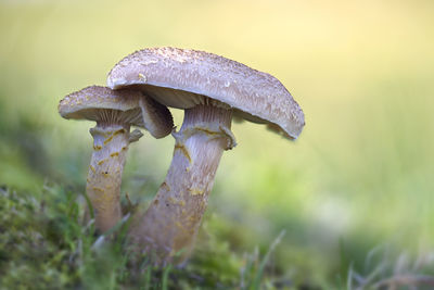 Close-up of mushroom growing on field