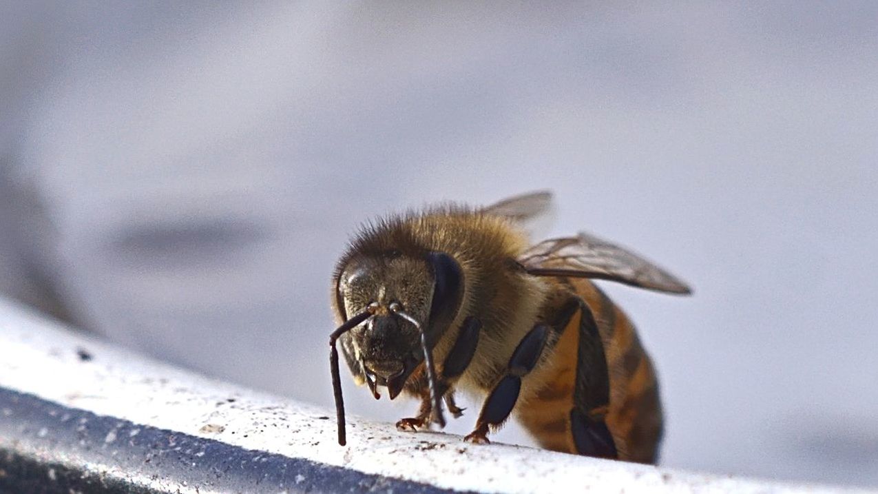 invertebrate, animal themes, animal wildlife, animals in the wild, insect, animal, one animal, bee, close-up, focus on foreground, day, no people, nature, beauty in nature, selective focus, outdoors, honey bee, plant, fragility, animal wing, pollination