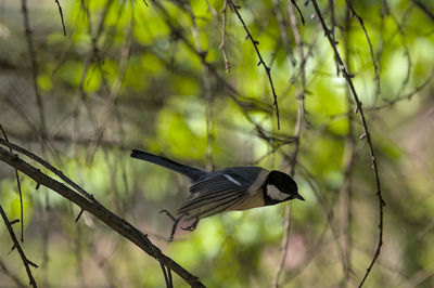 View of bird on branch