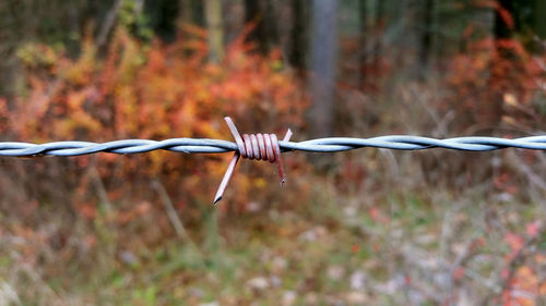 Close-up of barbed wire fence against plants during autumn