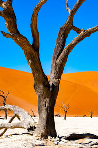 Bare tree on landscape against clear blue sky