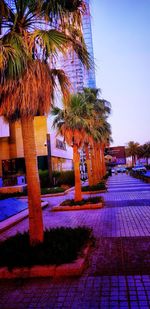 Palm trees on sidewalk against clear sky