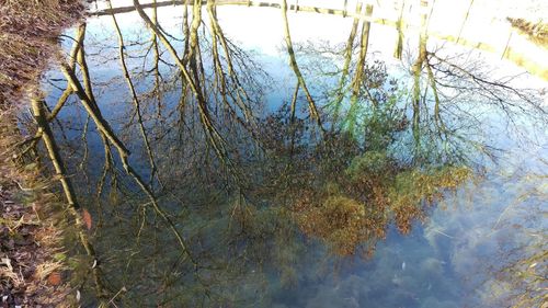 Reflection of trees in water