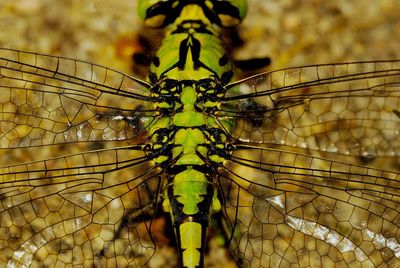 Close-up of dragonfly