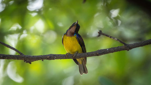 Close-up of bird perching on branch