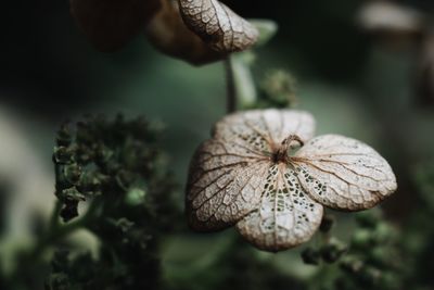 Close-up of dry flower on plant