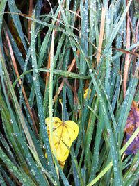 Close-up of leaves on grass