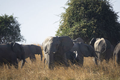 Elephants in a field