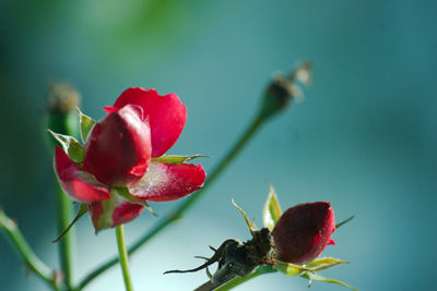 Close-up of red flower growing on plant