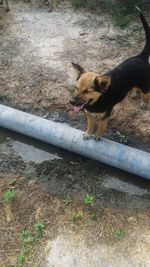 Dog on wet shore