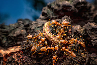 Close-up of crab on rock