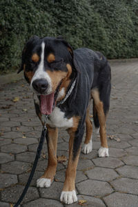 Dog standing on footpath