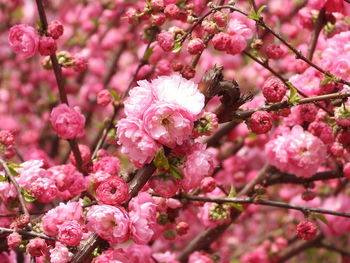 Close-up of pink cherry blossoms in spring