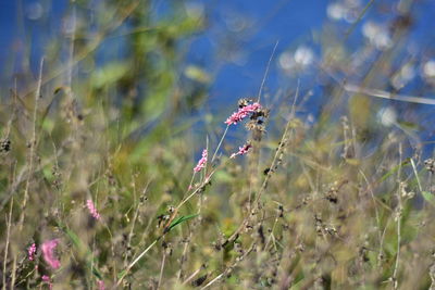 Close-up of purple flowering plant on field