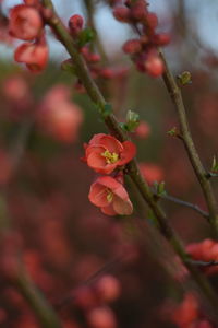 Close-up of flowering plant