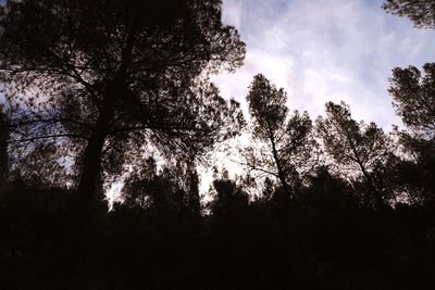 Low angle view of trees against sky