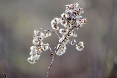 Close-up of white flowering plant