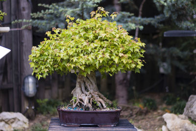 View of bonsai tree