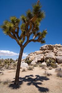 Tree on desert against sky