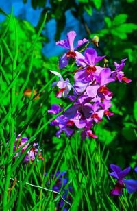 Close-up of pink flowering plant