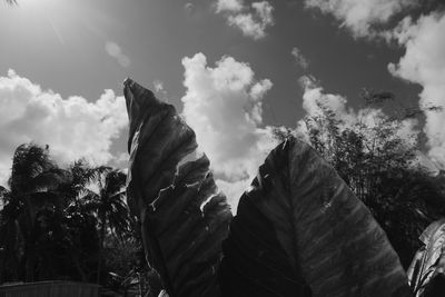 Low angle view of leaves against sky