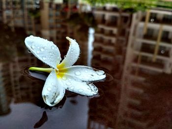 Close-up of wet white flower