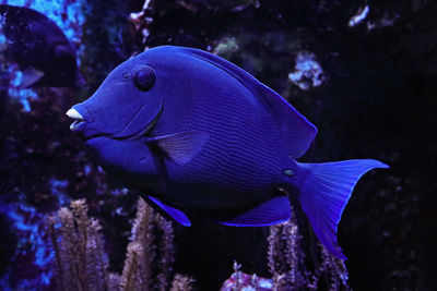 Blue doctorfish