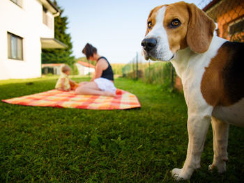 Dog looking away on field