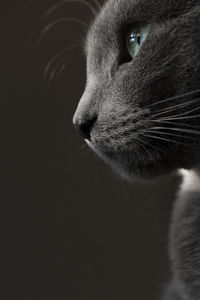 Close-up of cat looking away