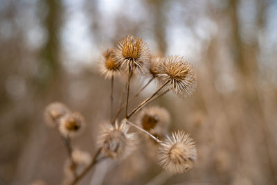 Close-up of wilted dandelion