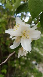 Close-up of white flowers