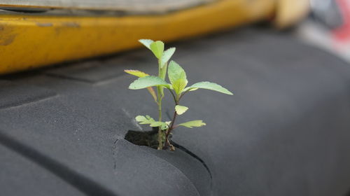 Close-up of small plant