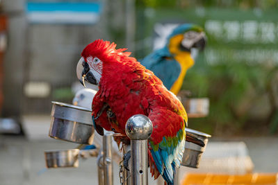 Close-up of parrot perching