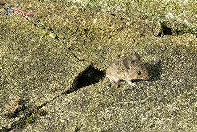 High angle view of squirrel