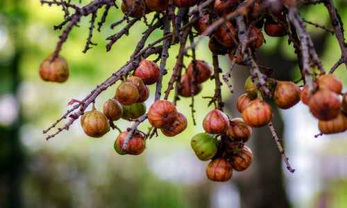 Close-up of fruits hanging on tree