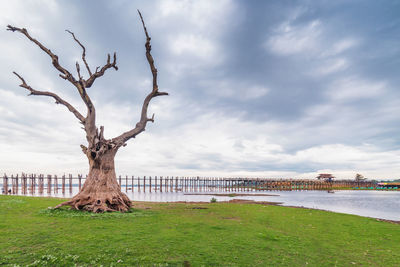 Bare tree on field by river against sky