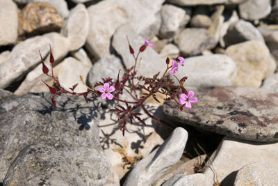 Close-up of pink flowering plant on rock