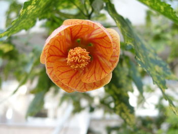 Close-up of orange flower